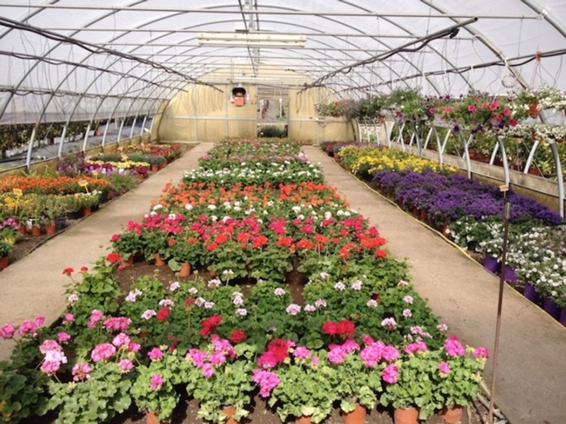Ingrosso e Commercializzazione Fiori Vittoria - Ragusa